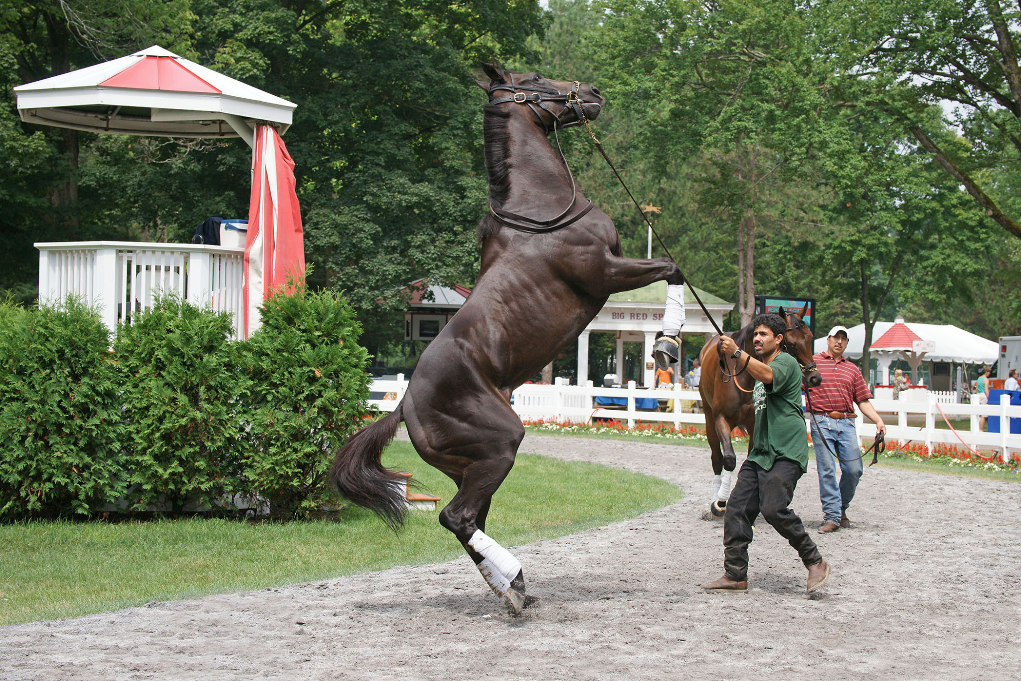 Paddock HorseRacing Images
