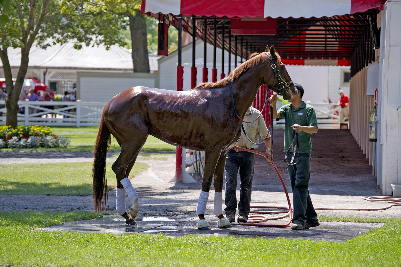 Paddock HorseRacing Images