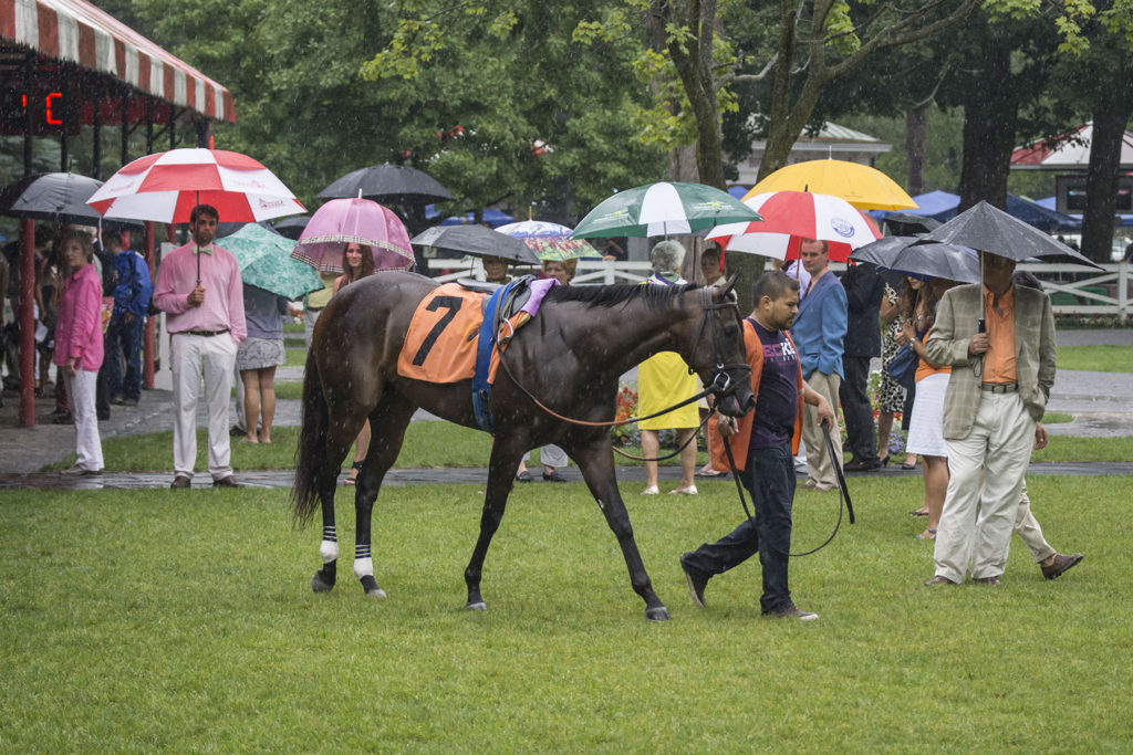 Rainy Paddock